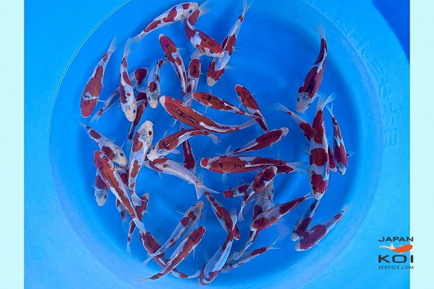 - Limited Boxes - Tosai Kawari Shusui : 14-20 cm (Sample)