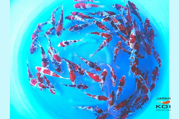 -Limited Stock- Tosai Showa : 14-18 cm (Sample)