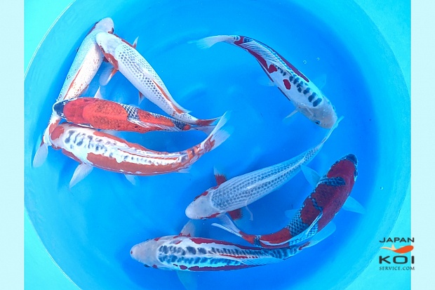 2sai Better Mix (Breeder's Pick) x 8pcs : 35-40 cm