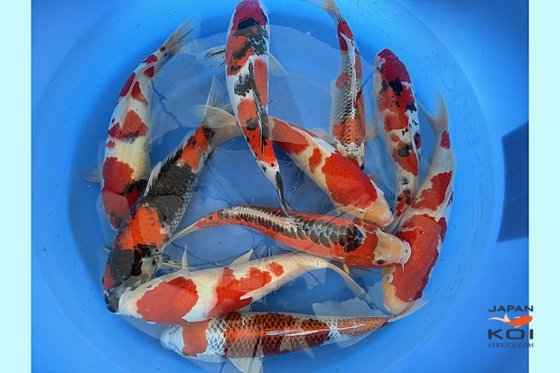 2Sai Better quality: Kohaku, Kujaku, few Shusui, Sanke, Showa 