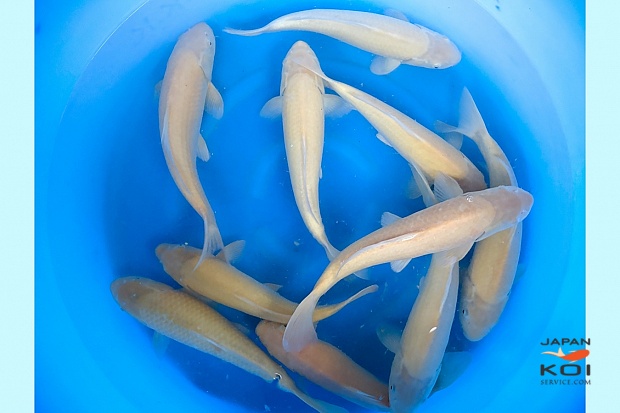 2sai Breeder's Pick Karashi x 10pcs : 30-35 cm