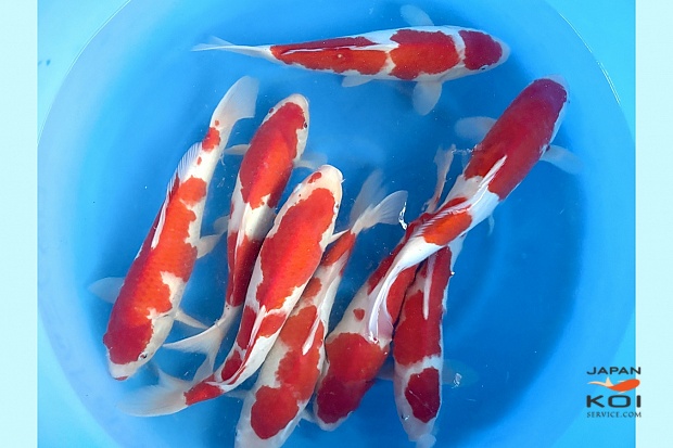2sai Breeder's Pick Kohaku x 8pcs : 35-40 cm