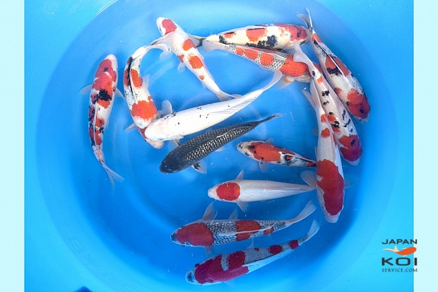 2sai Breeders Pick Mix x 10pcs : 27- 37cm