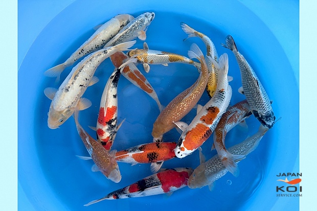 2sai Breeder's Pick Mix : 35-40 cm 8pcs (Sample)