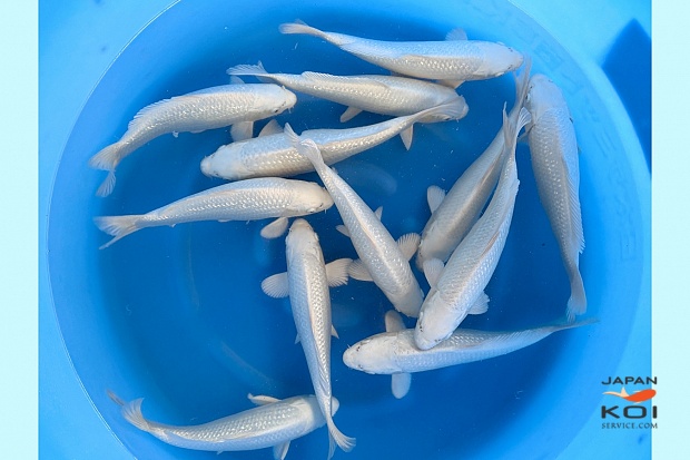 2sai Platinum Mix : 30-35 cm (Breeder's Pick)