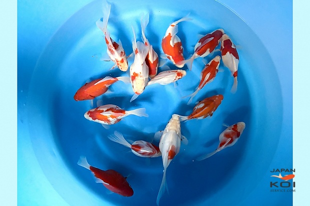 2sai Tamasaba and Kawari Mix x 15pcs (Breeder's Pick) : 15-20 cm