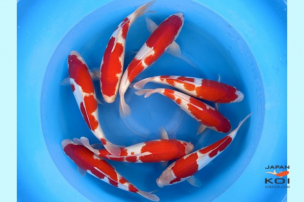 2sai Tateshita Kohaku (Breeder's Pick) x 8pcs : 35-40 cm