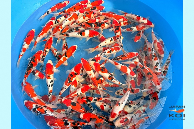  2Y Sanke 95% / Kohaku 5% Selected 2 boxes left