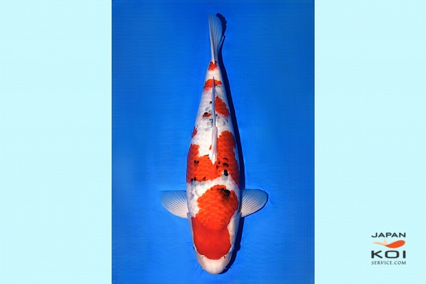 2Y Tategoi Sanke - Female