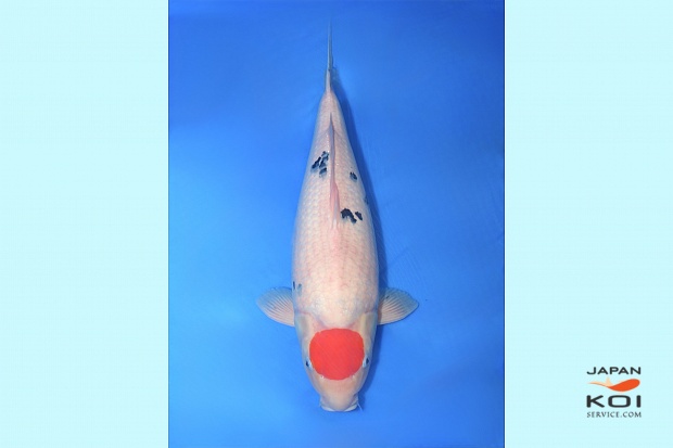 3sai Tancho Sanke 64 cm with Certificate 