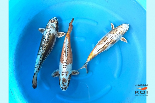 3Y Kawari Kikokoryu Females