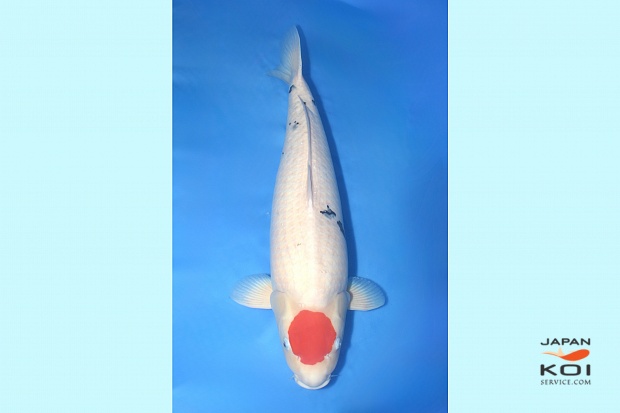 4sai Tancho Sanke 75 cm with Certificate