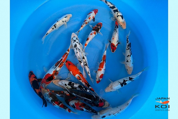 GR Bekko / GR Showa Mix few others WYSIWYG x 19pcs