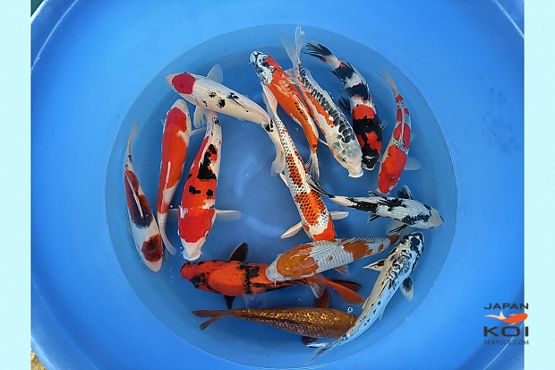 Nisai Mix Better Grade x 10pcs (Breeder's Choice) : 32-38 cm