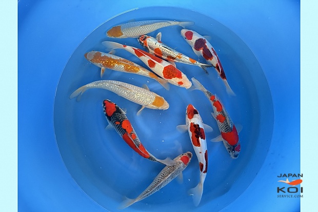 Nisai mix selected