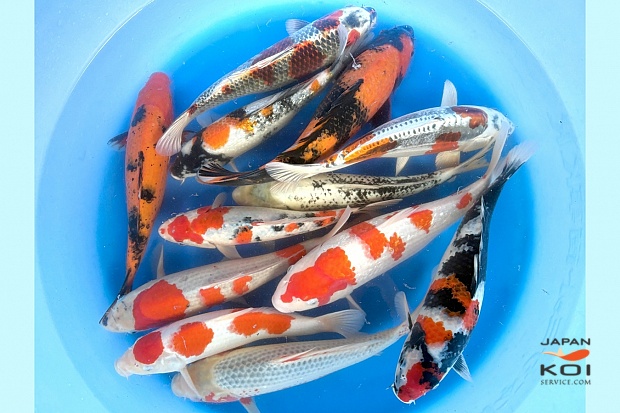 Nisai Mix x 10pcs (Breeder's Choice) : 28-35 cm