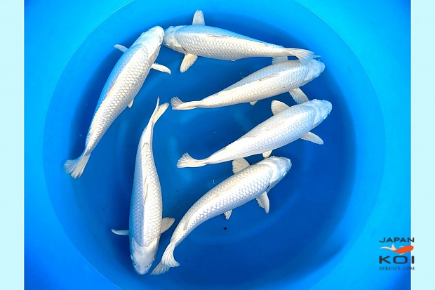 Nisai Platina / GR Platina Selected