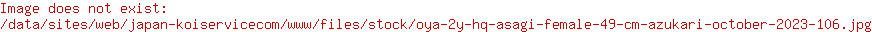 Oya 2Y HQ Asagi Female 49 cm Azukari October 2023 