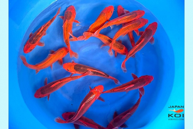 Small 2sai Akamatsuba: 25-30 cm (Sample)