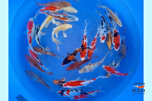 Small Nisai All Mix Many Varieties including Hillenaga 20-25 cm (Sample) 