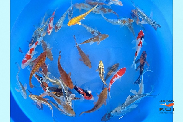 Small Nisai All Mix Many Varieties including Hillenaga (Sample) 