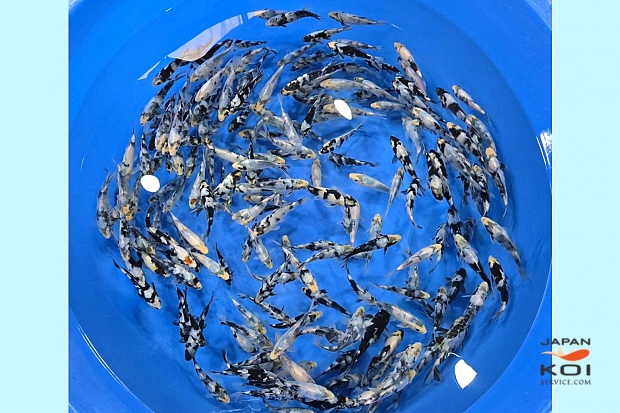 Special offer: 1Y Shiro Utsuri / 200 pcs / Total 5 Boxes