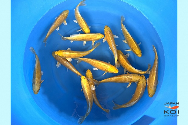 WYSIWYG Tosai Tateshita Yamabuki x 15pcs