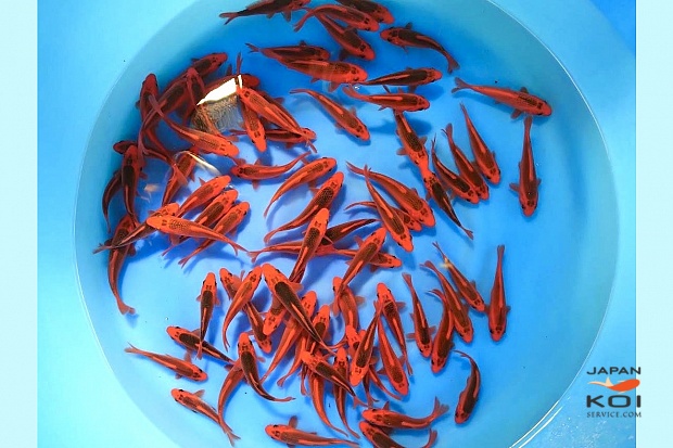 Tosai Akamatsuba : 10-13 cm (Sample)