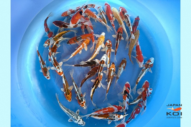 Tosai Better Grade Mix : 17-20 cm (Sample)