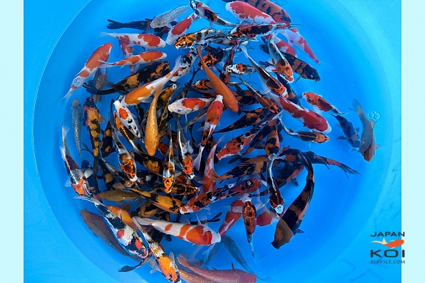 Tosai Better Quality Mix : 14-18 cm (Sample) (Up from January)