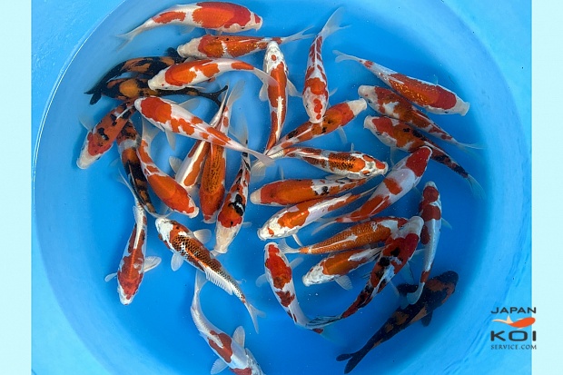 Tosai Better Quality Mix (No one color) : 16-20 cm (Sample)