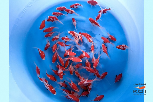 Tosai Better Quality Tamasaba : 7-10 cm (Sample)