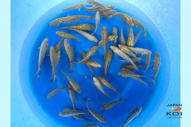 Tosai Chagoi, GR Chagoi : 15-21 cm (Sample)