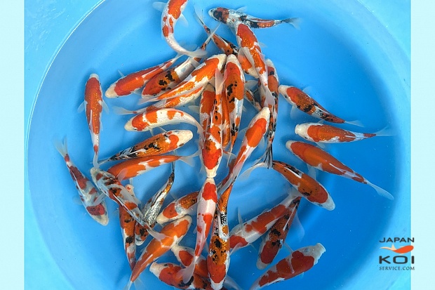 Tosai Gosanke Mix : 15-18 cm (Sample)