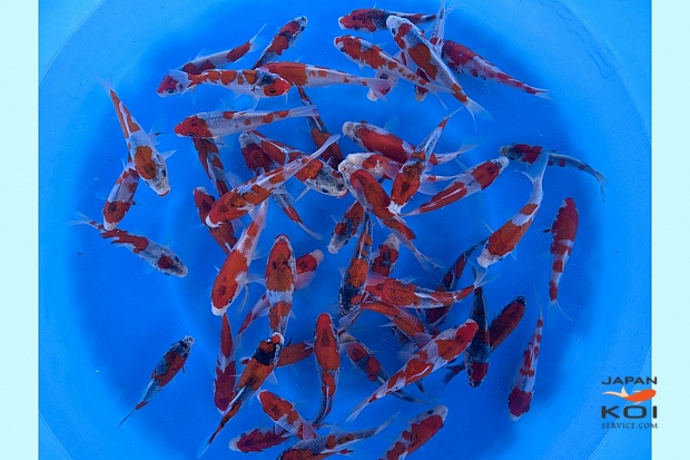 Tosai Goshiki : 12-15 cm (Sample)