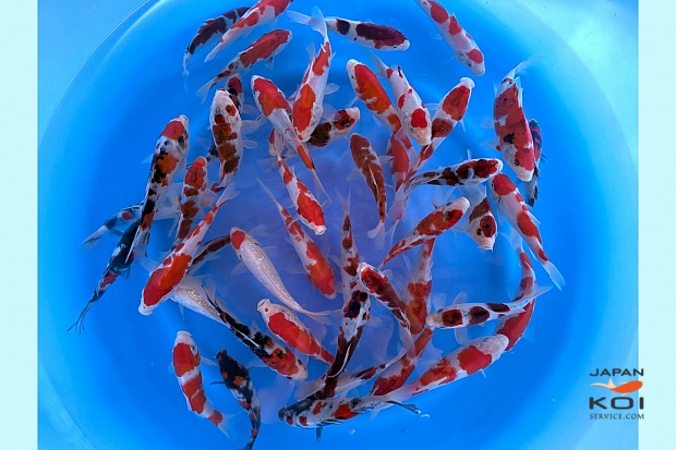 Tosai High Quality Mix : 16-18 cm (Sample)