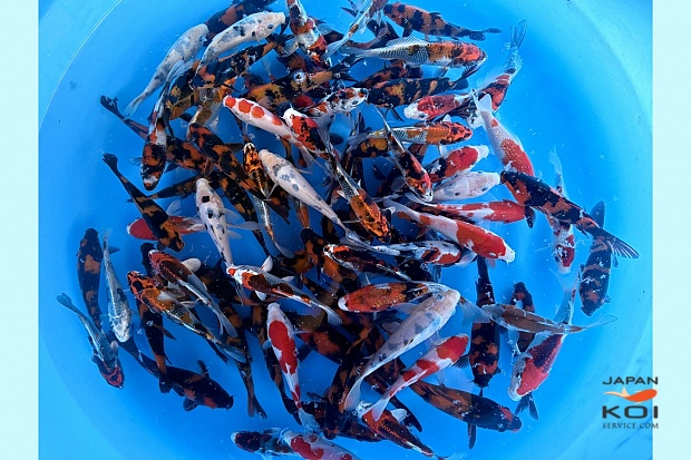 Tosai Hiqh Quality Mix : 14-18 cm (Sample) (Up from January)