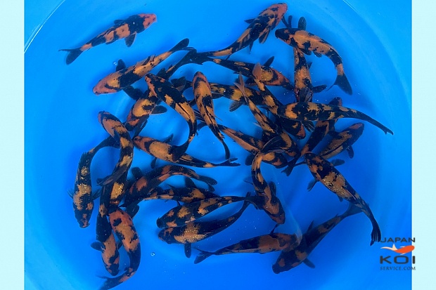 Tosai Hiutsuri Mix : 15-18 cm (Sample)