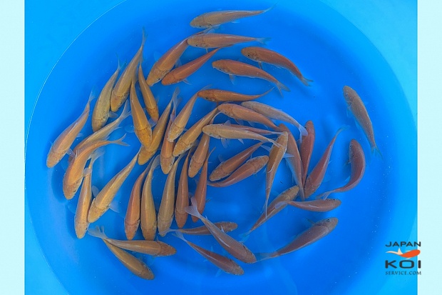 Tosai Karashi : 15-18 cm (Sample)