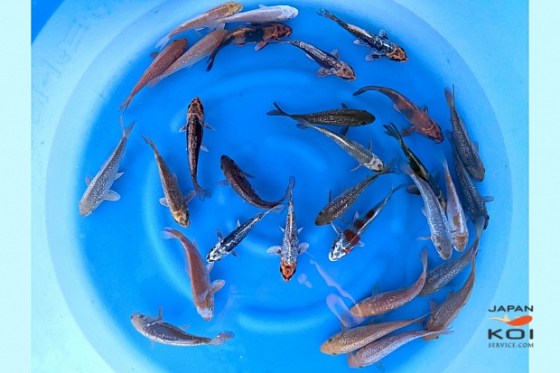 Tosai Kawari Mix : 13-16 cm (Sample) Popular Mix 2 box left over