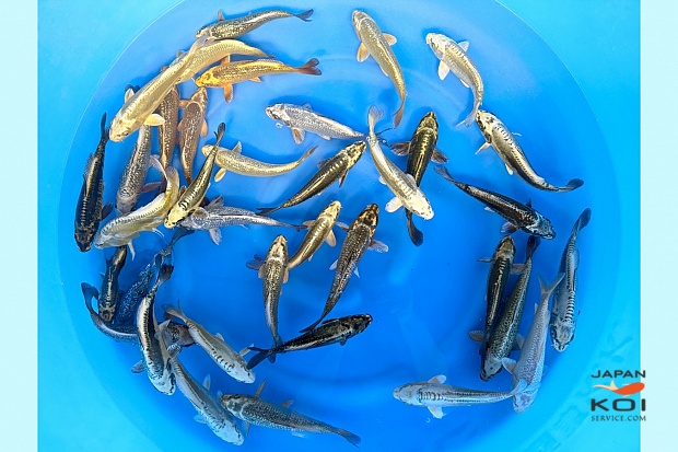 Tosai Kawari Mix : 15-18 cm (Sample)