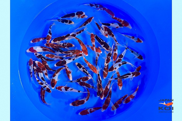 Tosai Koromo : 15-20 cm (Sample)