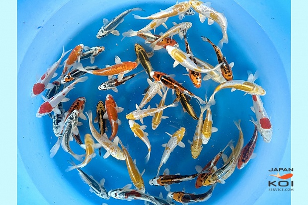 Tosai Metallic Mix : 12-15 cm (Sample)