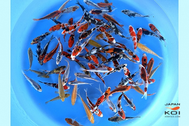 Tosai Mix : 10-12 cm (Sample)