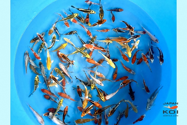 Tosai Mix : 10-12 cm (Sample)