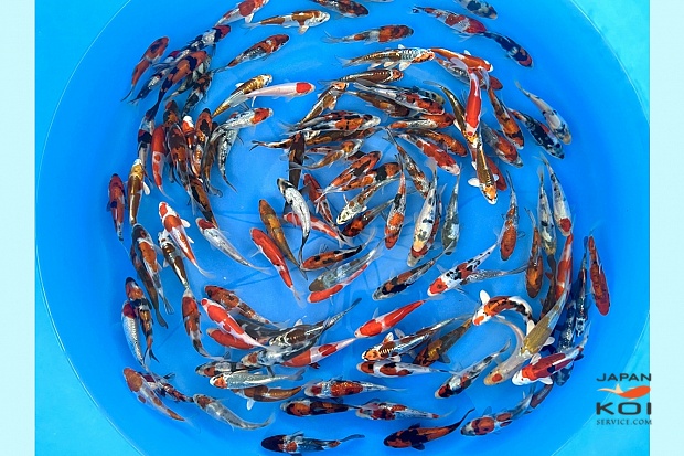 Stock Japan Koi Service Japan for the Worldwide export of
