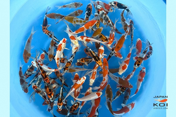 Tosai Mix : 12-15 cm (Sample)