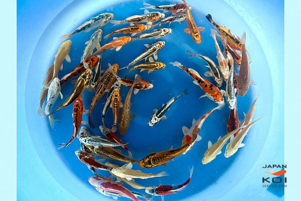 Tosai Mix : 12-15 cm (Sample)