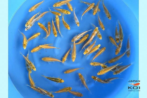 Tosai Mix 12-17 cm (Sample) (Delivery Up from January) 