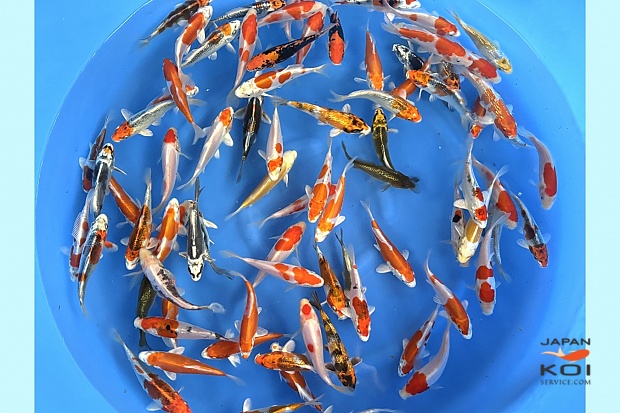 Tosai Mix 13-15 cm (Sample) (Delivery Up from January) 